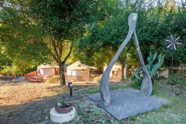 a tree in the middle of a yard