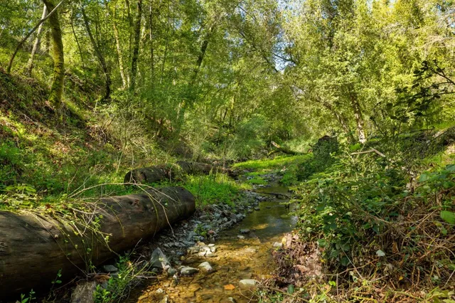 a view of a forest with a tree