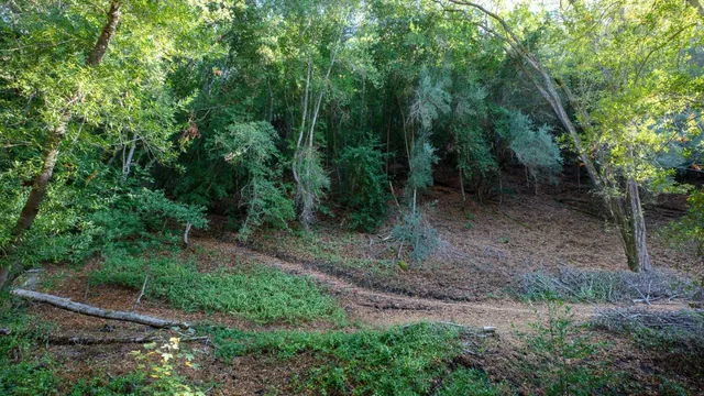 a view of a forest filled with trees