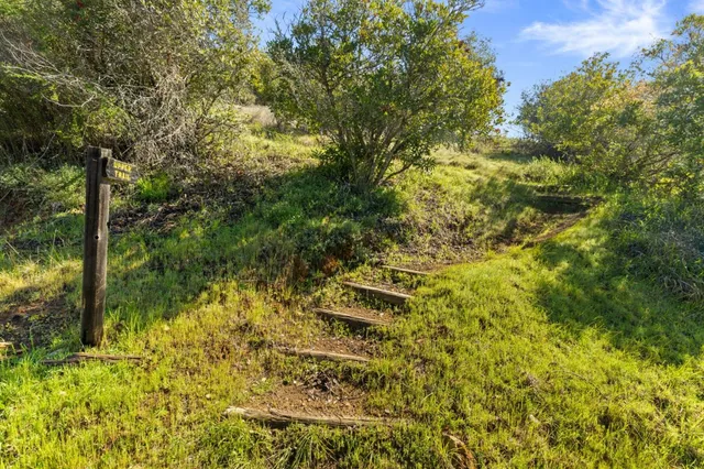 a view of a yard with plants and large trees