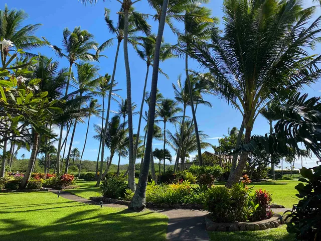 a view of a yard with a palm trees