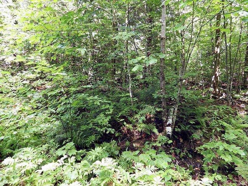 19.11 Gray Ghost Road Brookton, ME 04413 - Photo 5 of 8 Land.