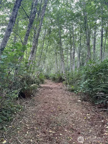 a view of a forest with trees in the background