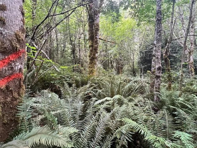a view of a forest with a tree