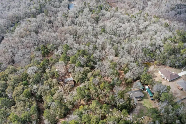 a view of a forest with lots of trees
