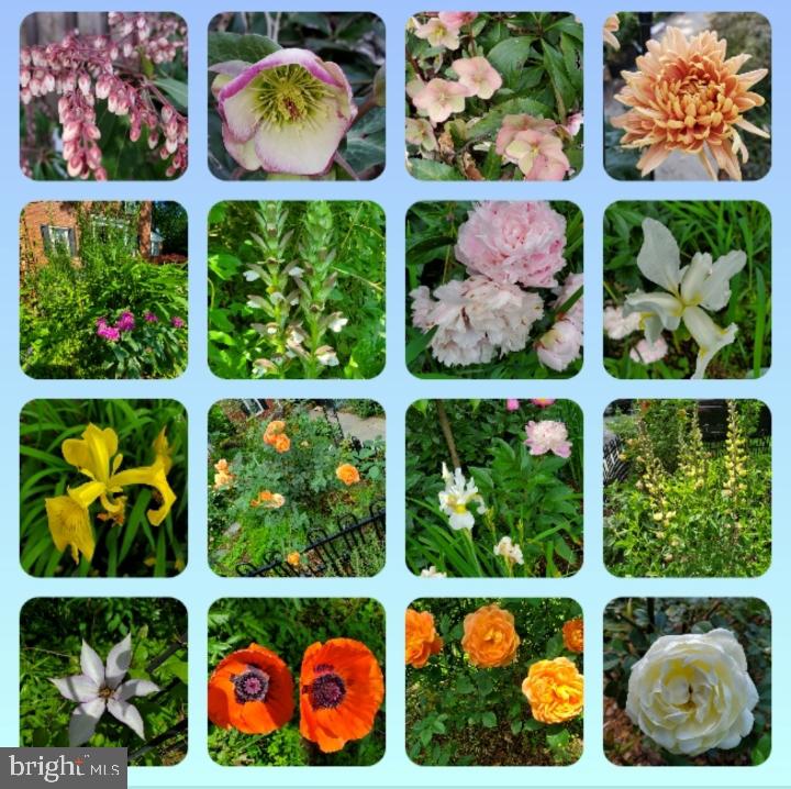 8711 Bradford Road Silver Spring, MD 20901 - Photo 40 of 40 Flowers from the Garden