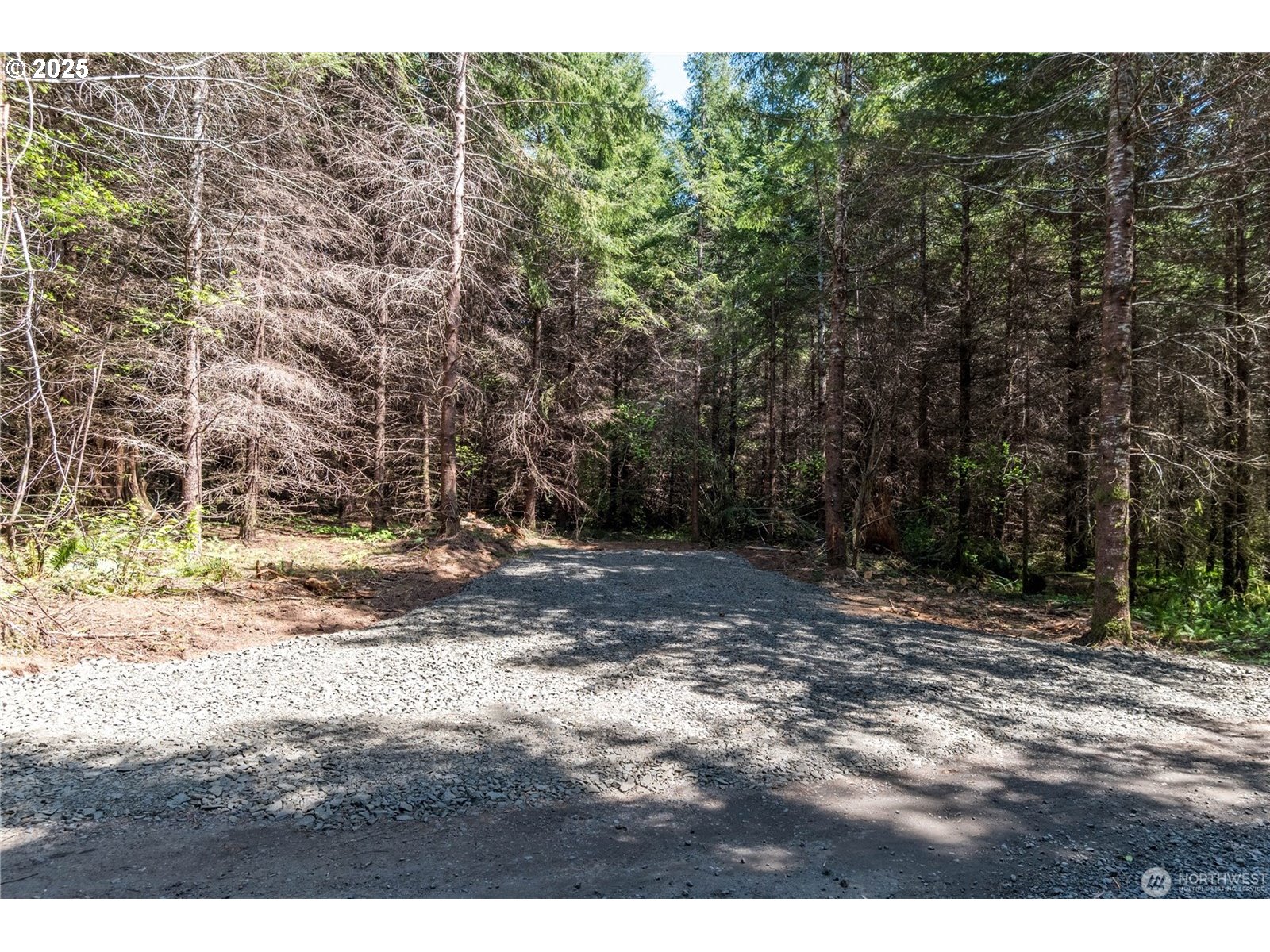 a view of a yard with a tree