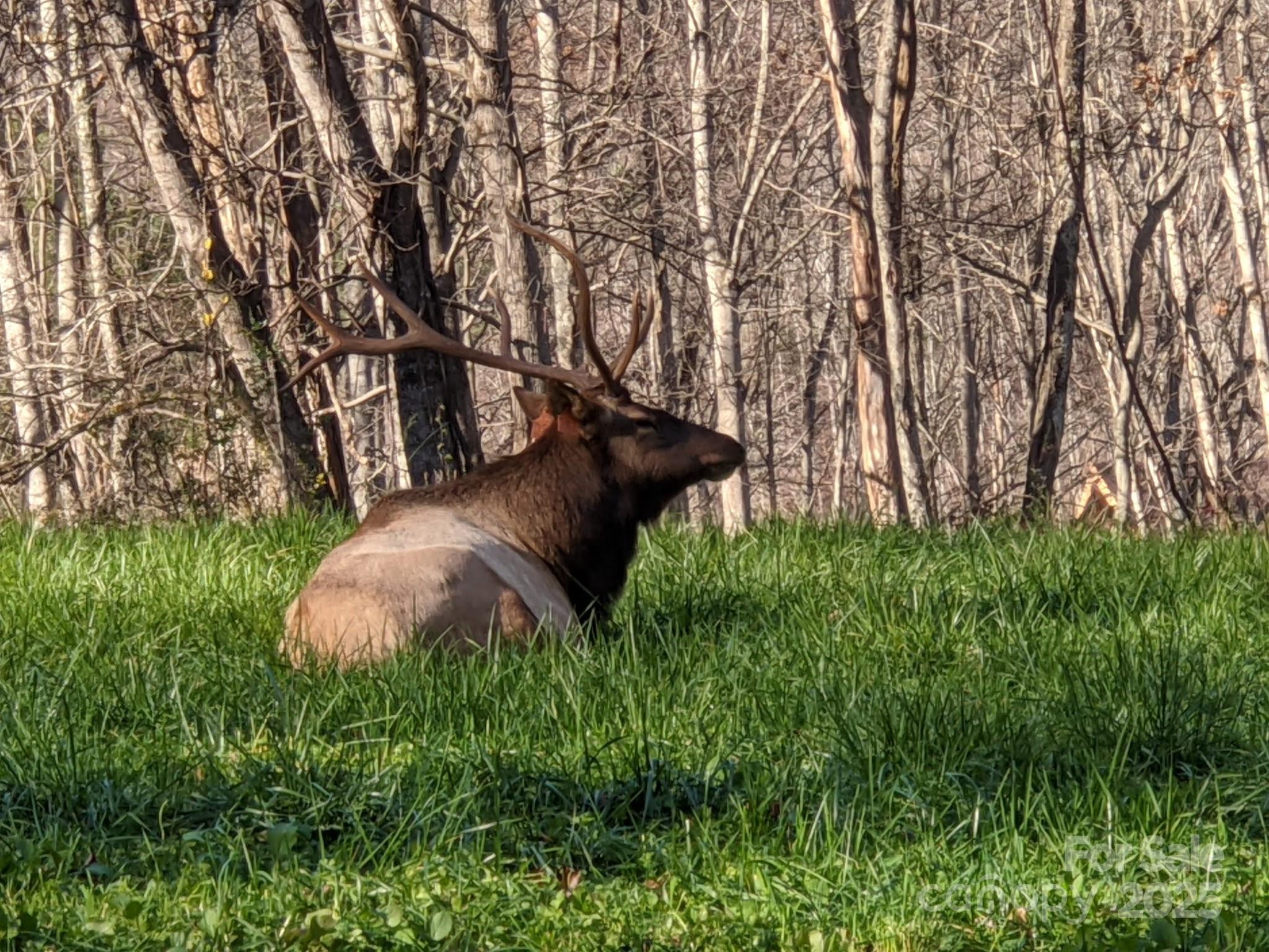 1426 Setzercove Road Maggie Valley, NC 28751 - Photo 4 of 48 a view of a garden