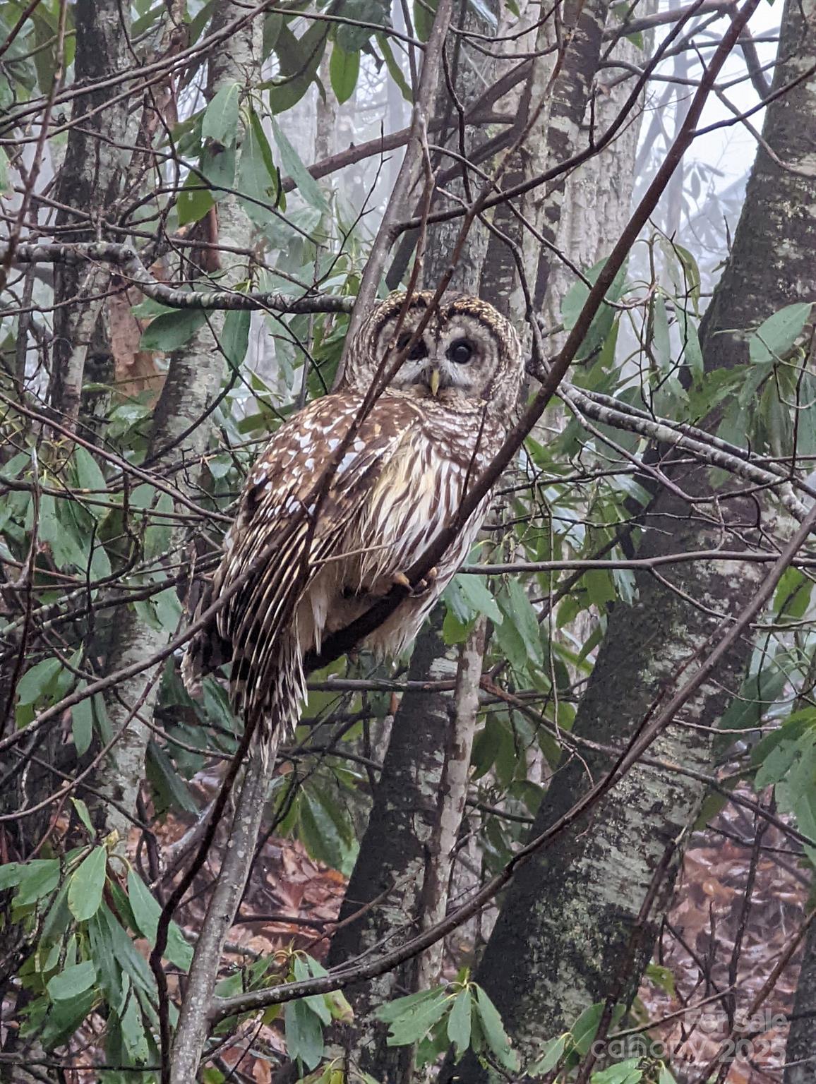 1426 Setzercove Road Maggie Valley, NC 28751 - Photo 5 of 48 a view of a tree with a tree