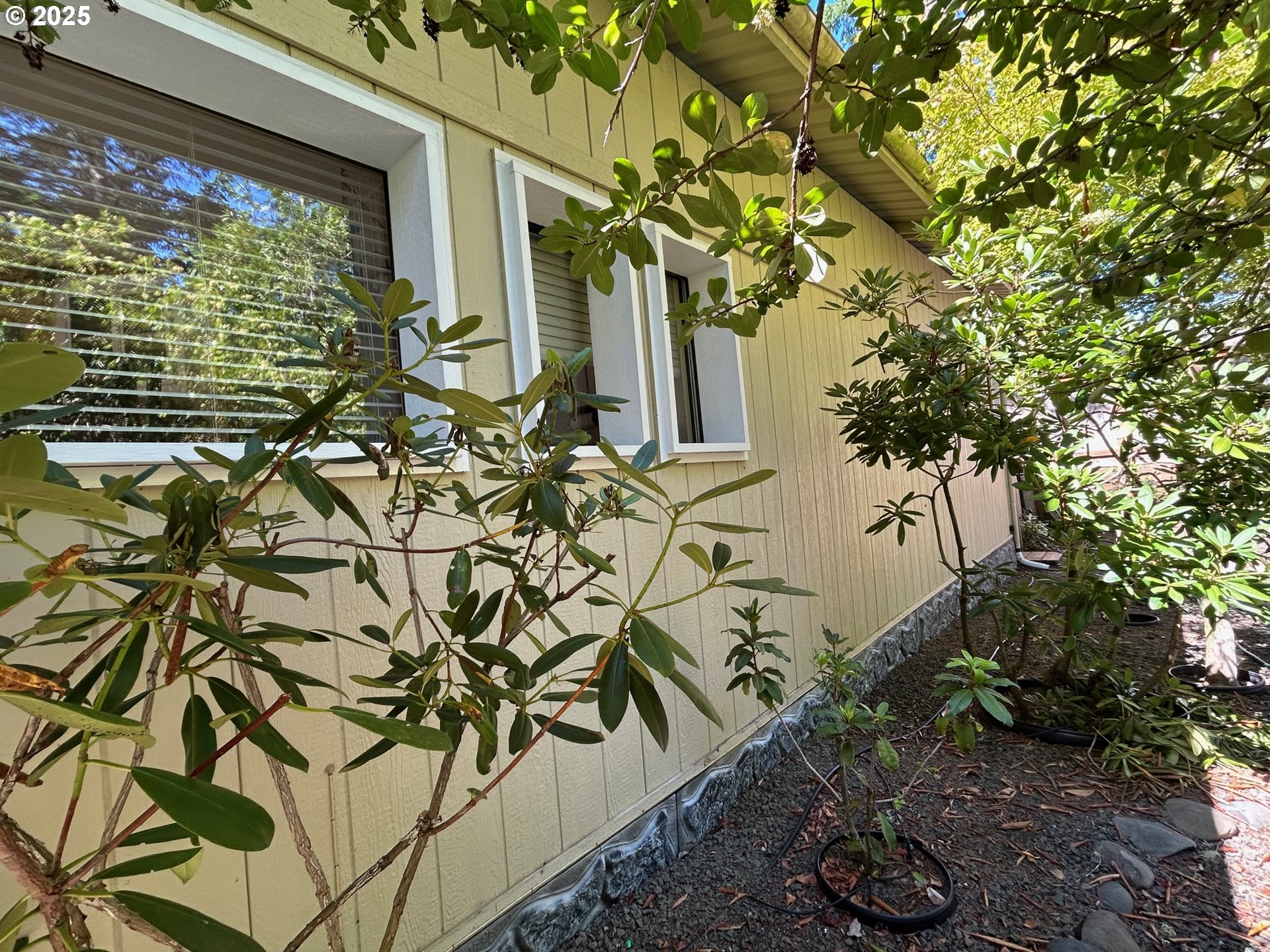 238 Horseshoe Bend Florence, OR 97439 - Photo 6 of 26 a plant that is in front of a house