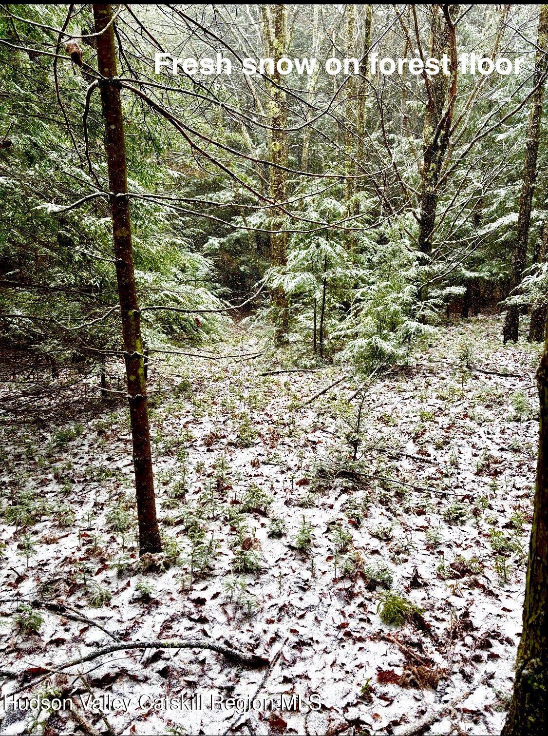 523 Campbell Road Windham, NY 12496 - Photo 7 of 10 a view of a yard with a tree