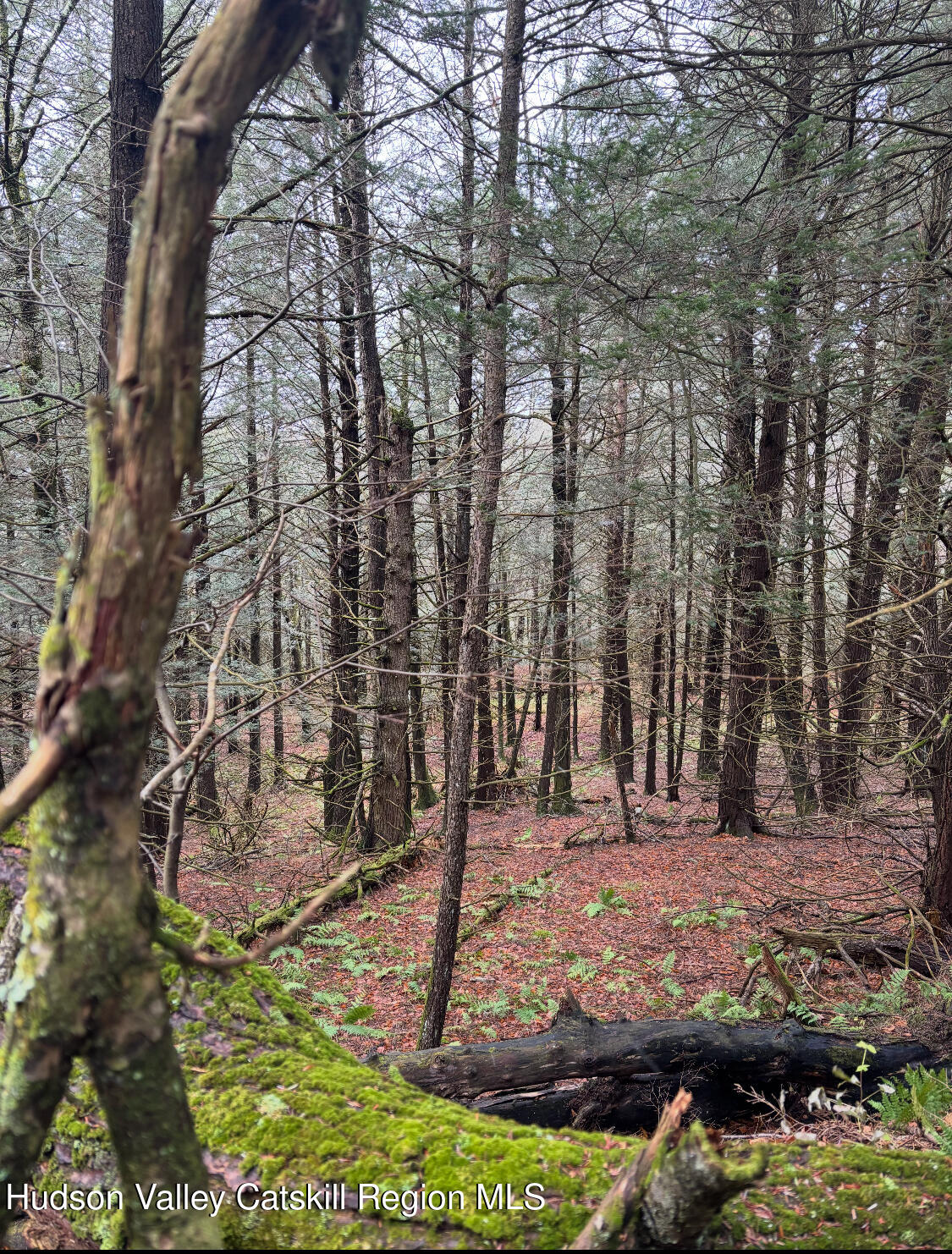 523 Campbell Road Windham, NY 12496 - Photo 10 of 10 a view of a yard with large tree