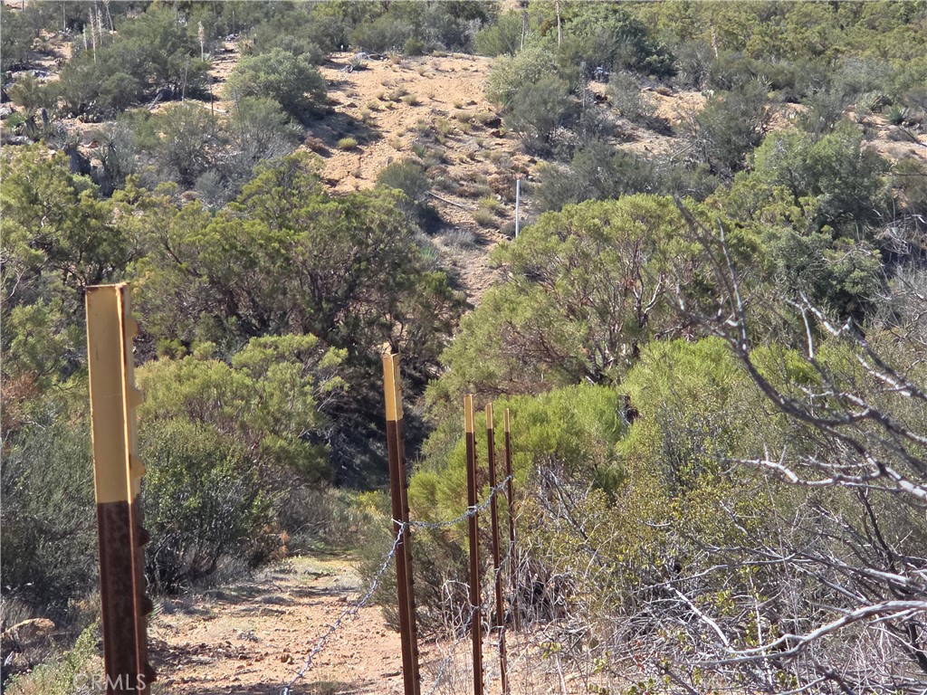 0 Taron Trail Anza, CA 92539 - Photo 13 of 17 a view of a forest that has a tree