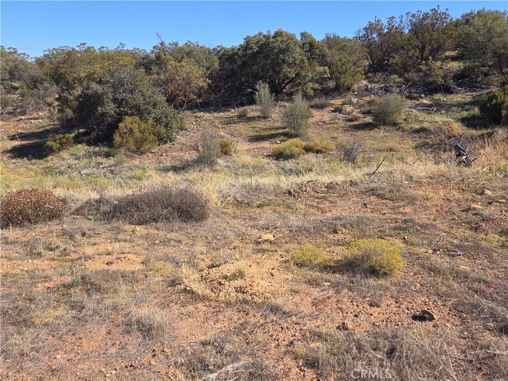 0 Taron Trail Anza, CA 92539 - Photo 7 of 17 a view of a dry yard covered with trees