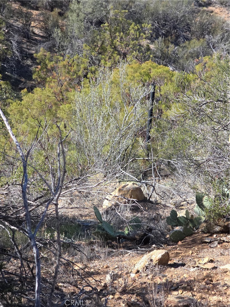 0 Taron Trail Anza, CA 92539 - Photo 8 of 17 a view of a forest with trees