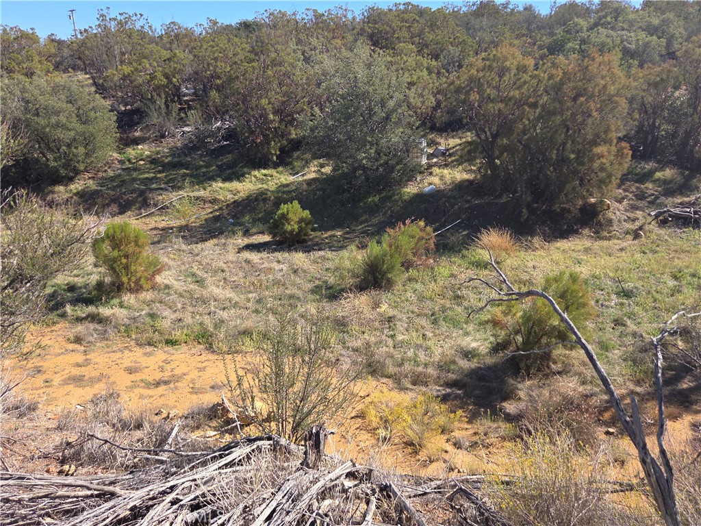 0 Taron Trail Anza, CA 92539 - Photo 9 of 17 a view of a yard with trees