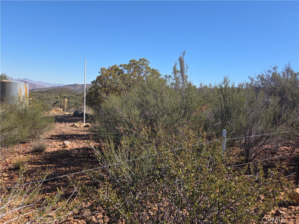 0 Taron Trail Anza, CA 92539 - Photo 10 of 17 a view of a forest with a tree in the background
