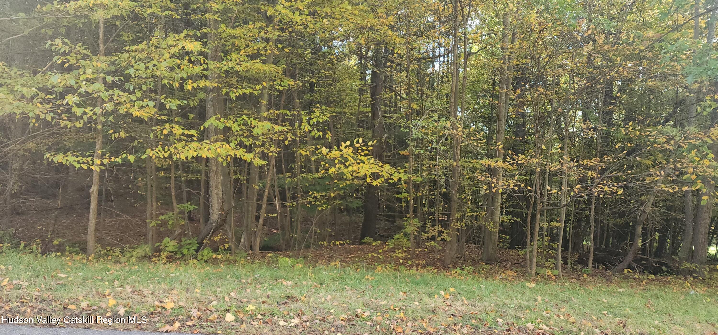 0 Cunningham And Cochrane Road Durham, NY 12422 - Photo 9 of 16 a view of a forest