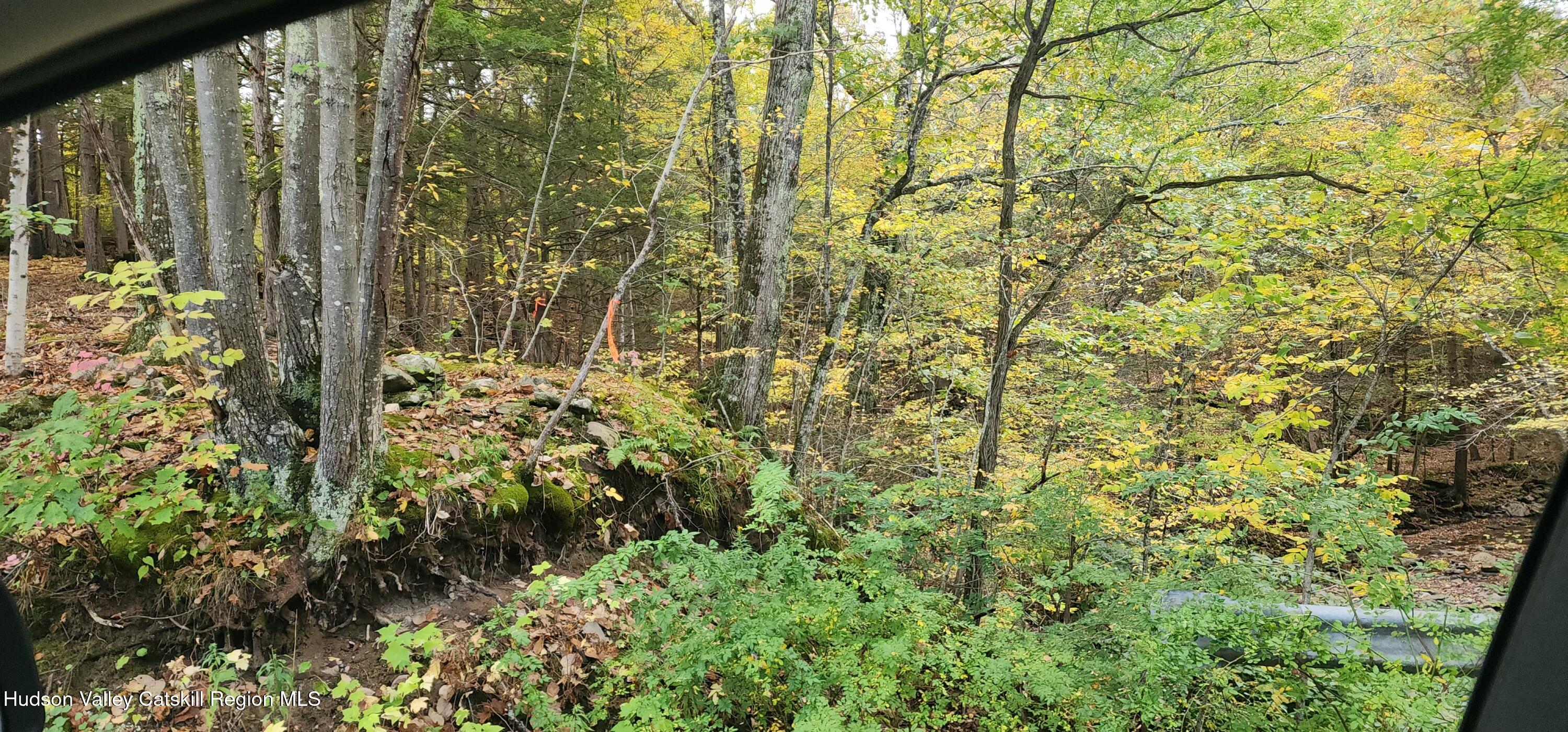 0 Cunningham And Cochrane Road Durham, NY 12422 - Photo 10 of 16 a close up of a plant in a garden