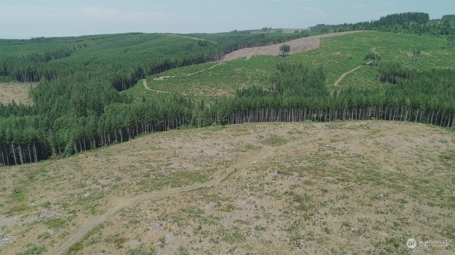 1068 Salmon Creek Road Mossyrock, WA 98564 - Photo 13 of 37 a view of a dry yard with trees
