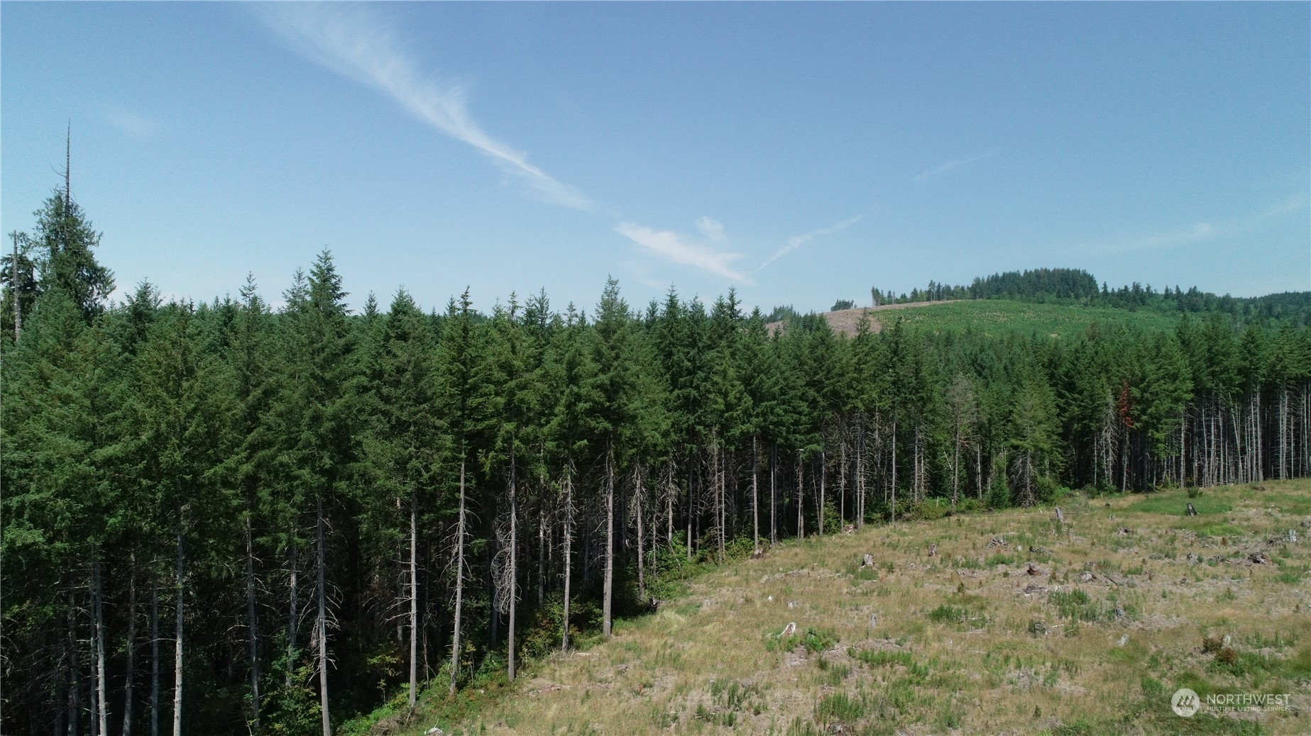 1068 Salmon Creek Road Mossyrock, WA 98564 - Photo 14 of 37 a view of a yard with plants and trees