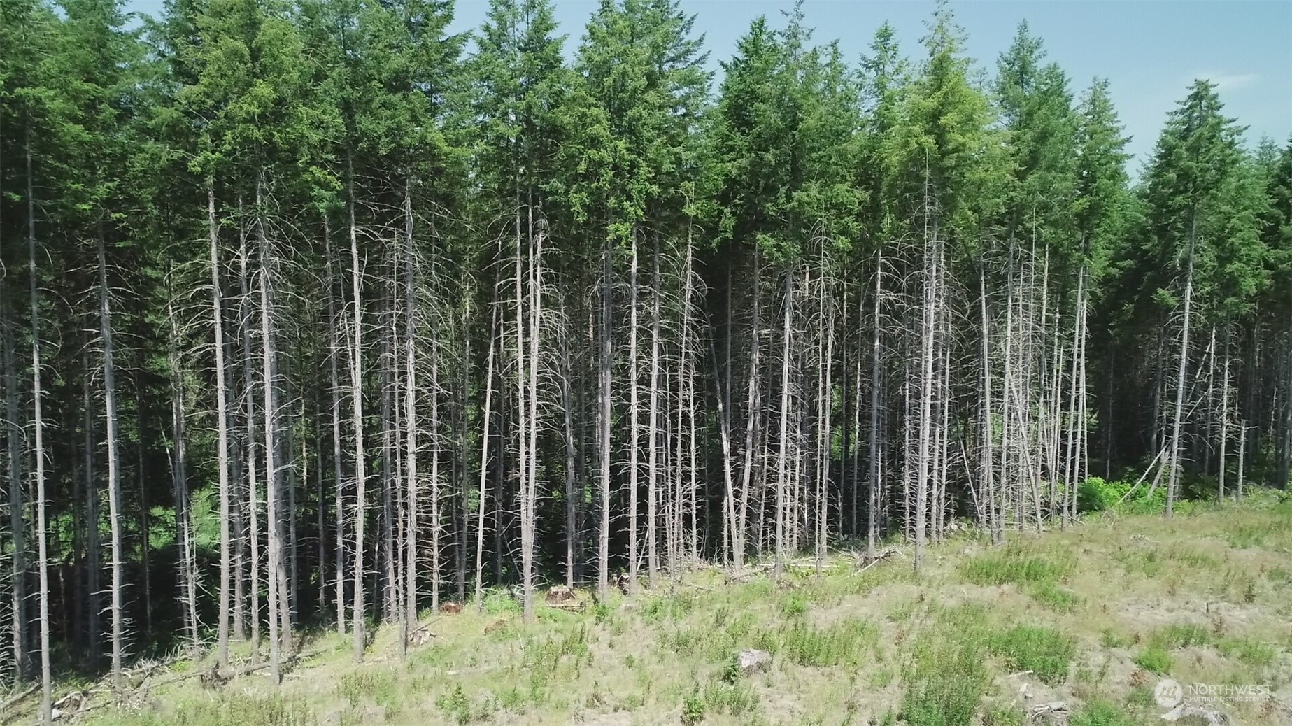 1068 Salmon Creek Road Mossyrock, WA 98564 - Photo 15 of 37 a view of a backyard