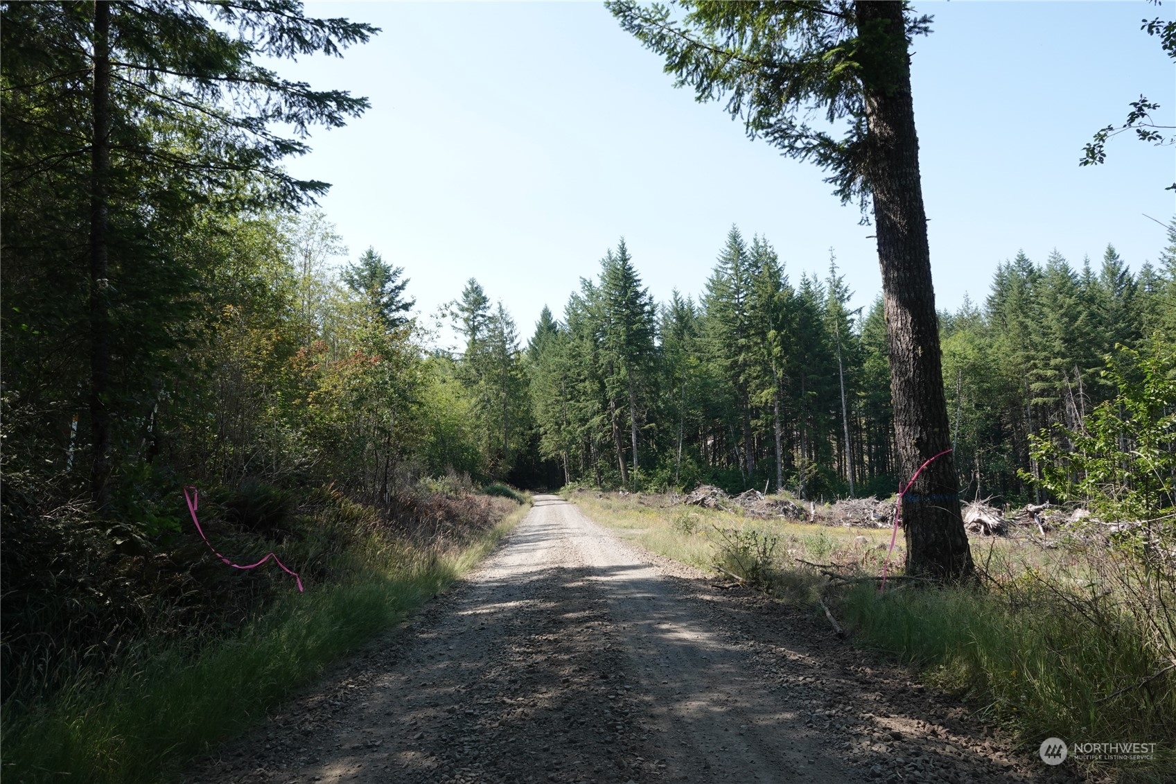 1068 Salmon Creek Road Mossyrock, WA 98564 - Photo 16 of 37 a view of a forest filled with trees