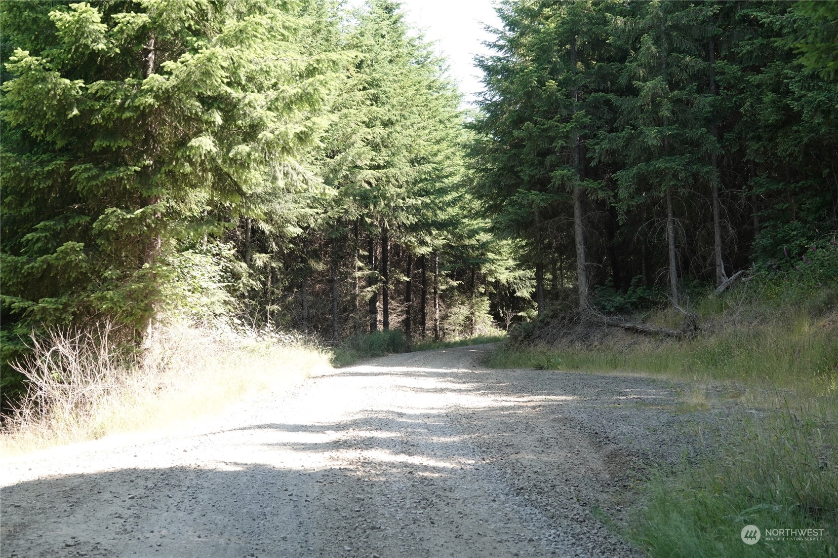 1068 Salmon Creek Road Mossyrock, WA 98564 - Photo 18 of 37 a view of a yard with large trees