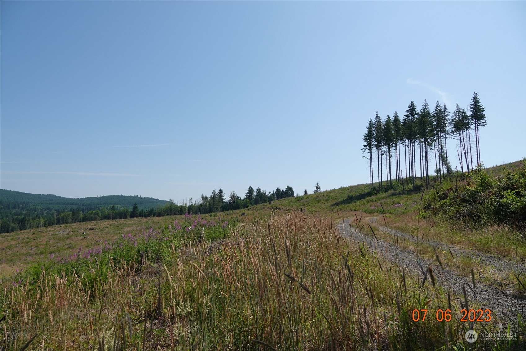 1068 Salmon Creek Road Mossyrock, WA 98564 - Photo 20 of 37 a view of a big yard with a large tree and plants
