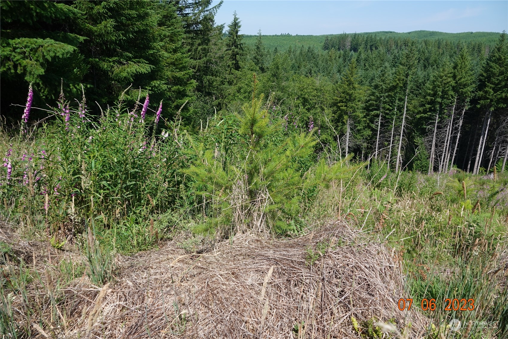 1068 Salmon Creek Road Mossyrock, WA 98564 - Photo 22 of 37 a view of a lush green forest with trees and some plants