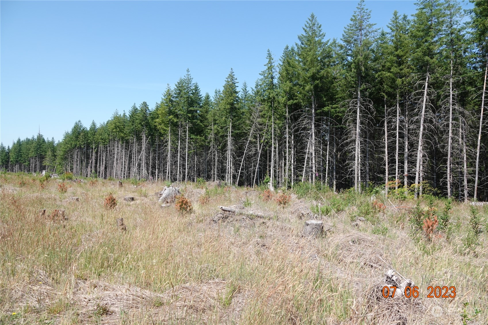 1068 Salmon Creek Road Mossyrock, WA 98564 - Photo 24 of 37 a backyard of a house with lots of green space and trees