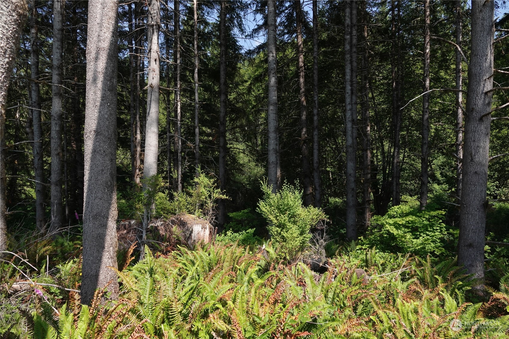 1068 Salmon Creek Road Mossyrock, WA 98564 - Photo 26 of 37 a view of a garden