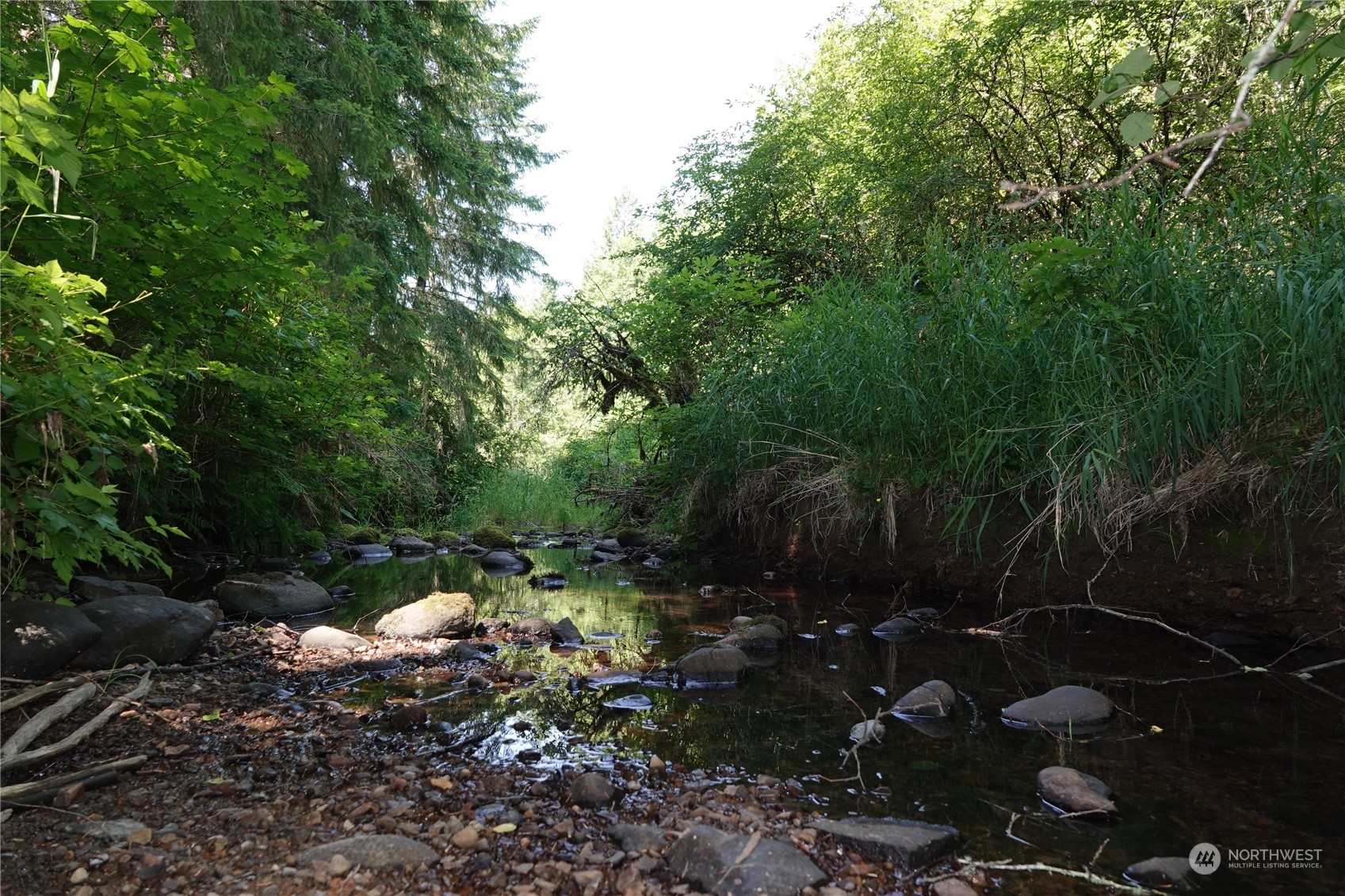 1068 Salmon Creek Road Mossyrock, WA 98564 - Photo 27 of 37 a view of a tree in a yard