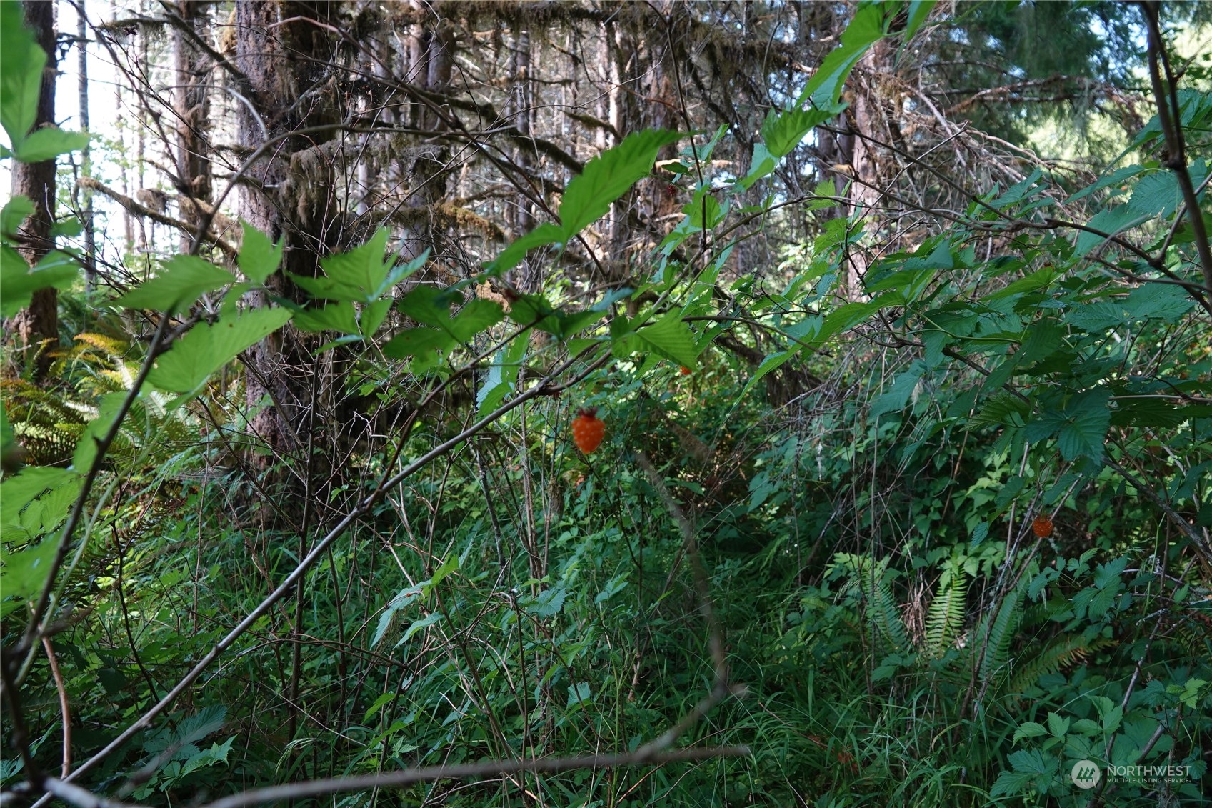 1068 Salmon Creek Road Mossyrock, WA 98564 - Photo 29 of 37 a backyard of a house with lots of green space
