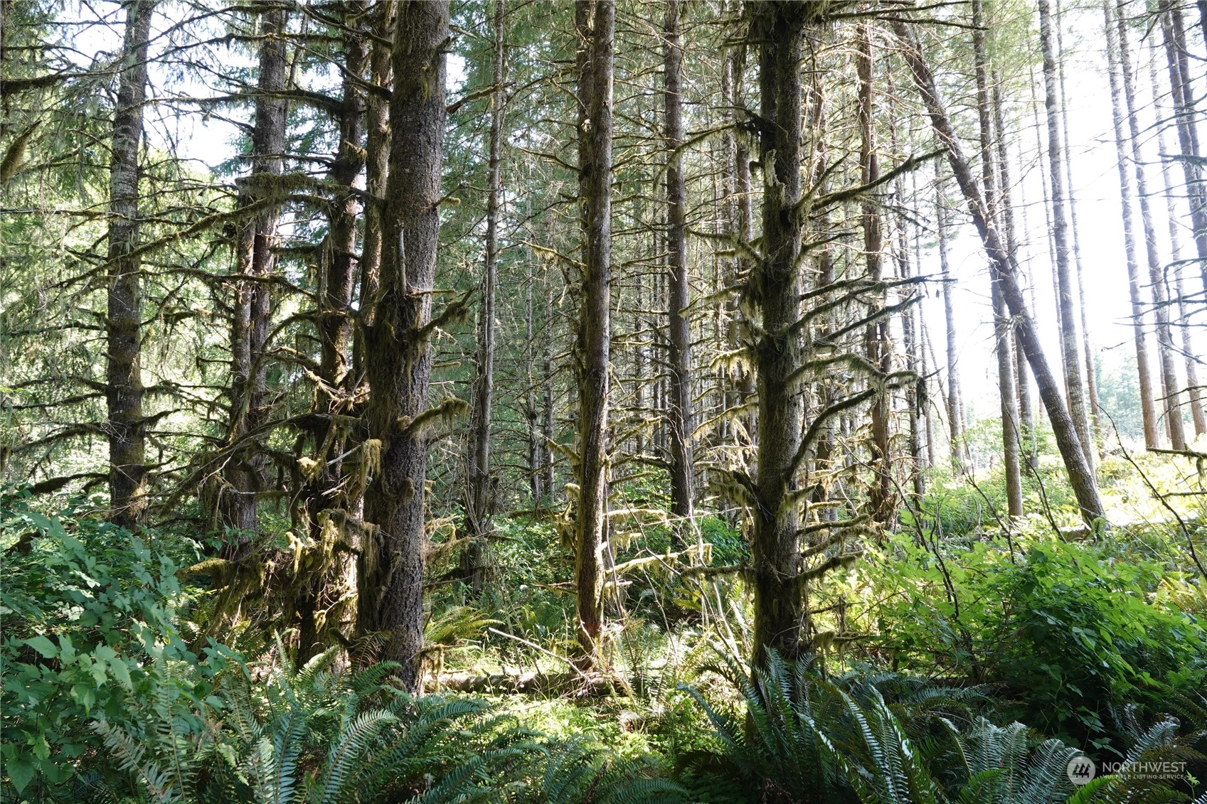 1068 Salmon Creek Road Mossyrock, WA 98564 - Photo 31 of 37 a close up of a plant