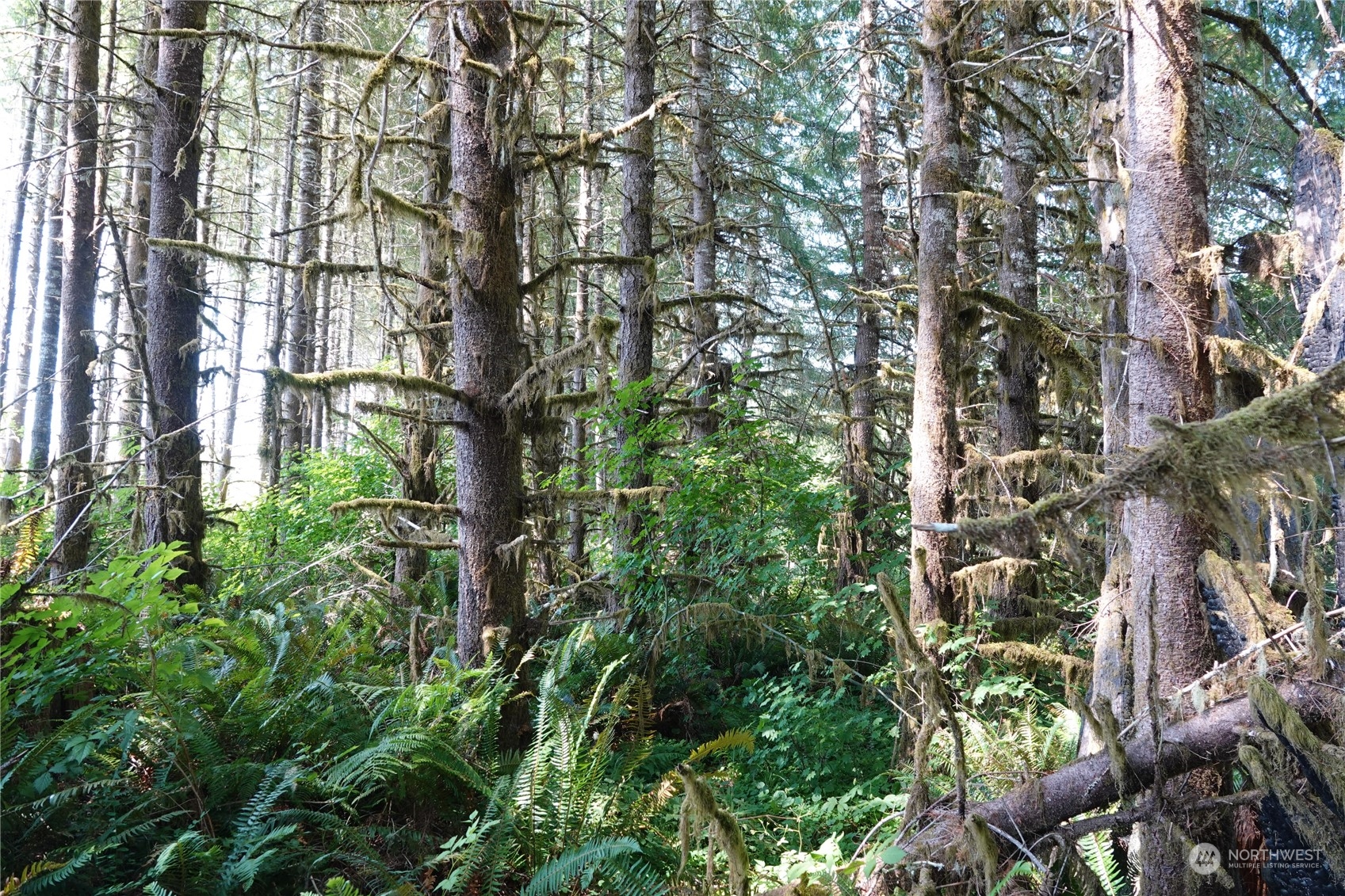 1068 Salmon Creek Road Mossyrock, WA 98564 - Photo 32 of 37 a backyard of a building with lots of green space