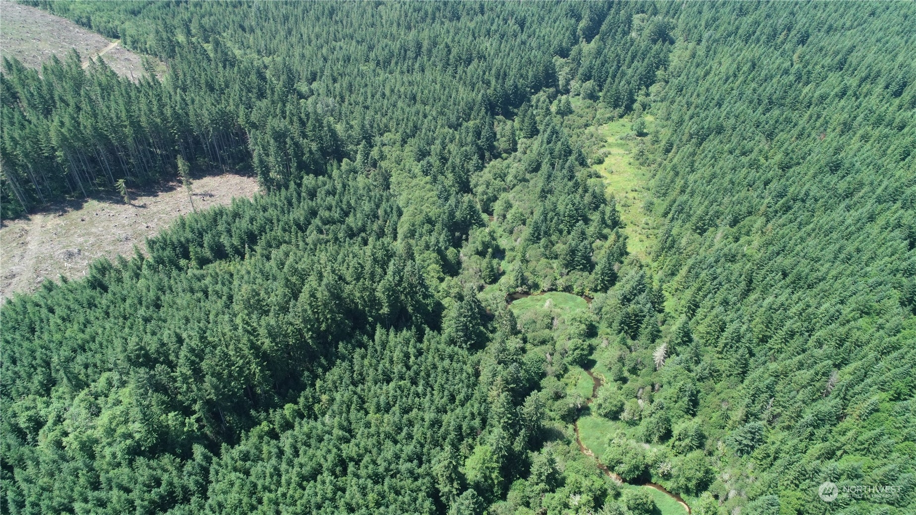 1068 Salmon Creek Road Mossyrock, WA 98564 - Photo 7 of 37 a view of a forest with a lush green forest
