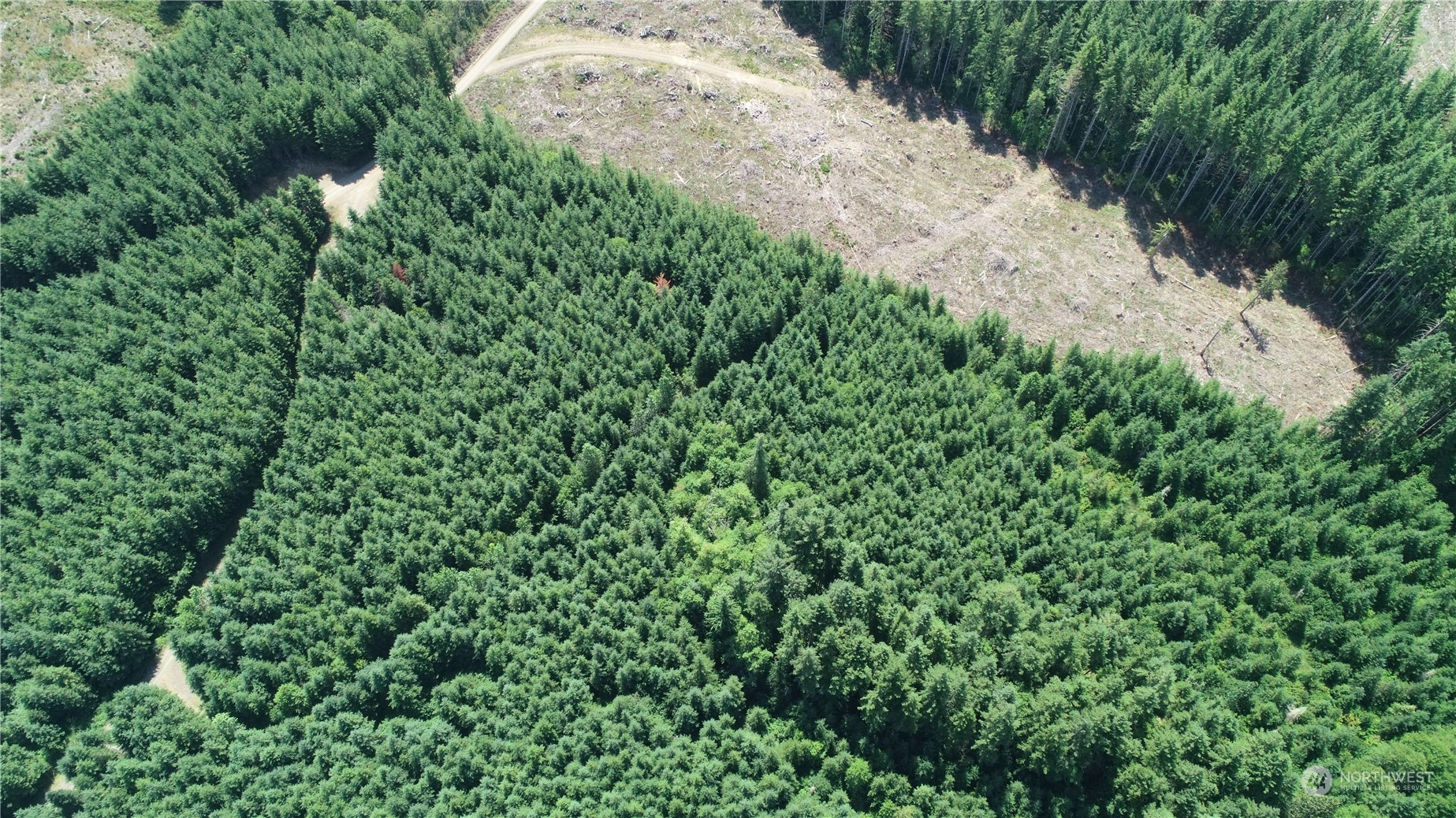 1068 Salmon Creek Road Mossyrock, WA 98564 - Photo 8 of 37 a view of a yard with plants