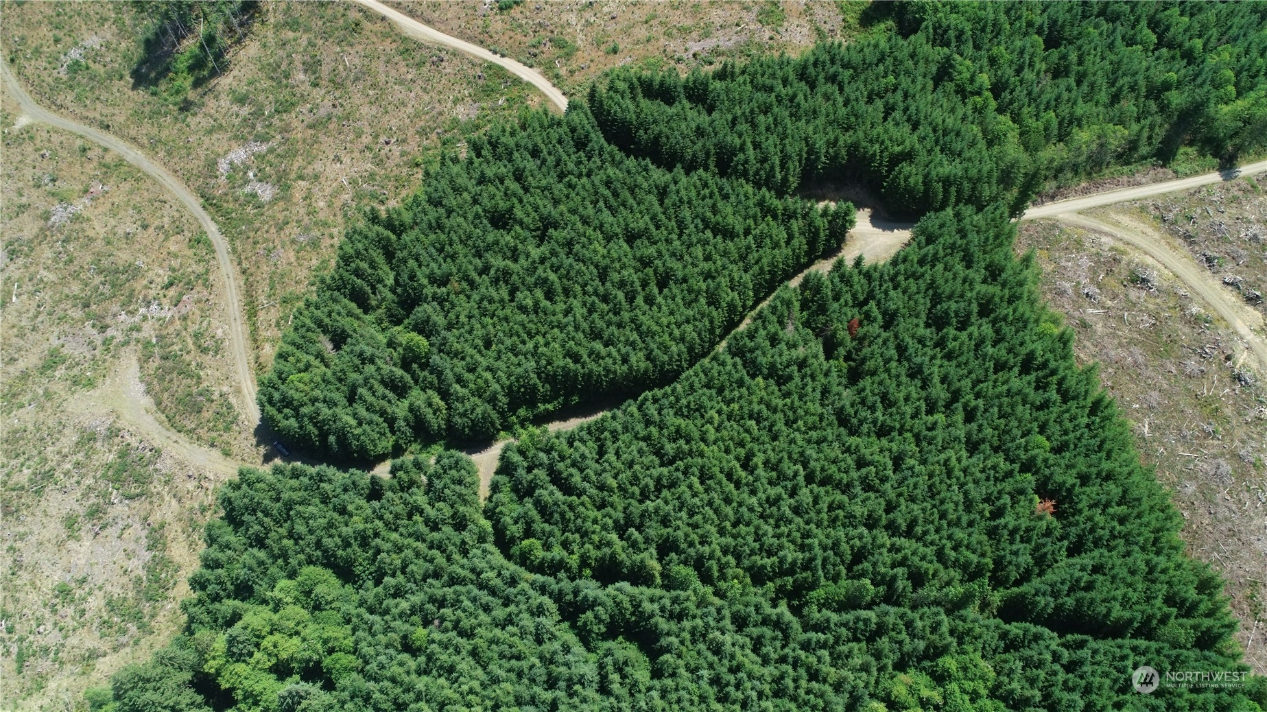 1068 Salmon Creek Road Mossyrock, WA 98564 - Photo 9 of 37 a view of a garden with plants