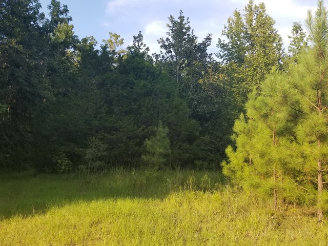 818 Hadley Road Pine Mountain, GA 31822 - Photo 3 of 8 Gallery Image 3
