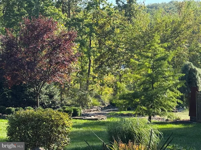 a view of a park with large trees