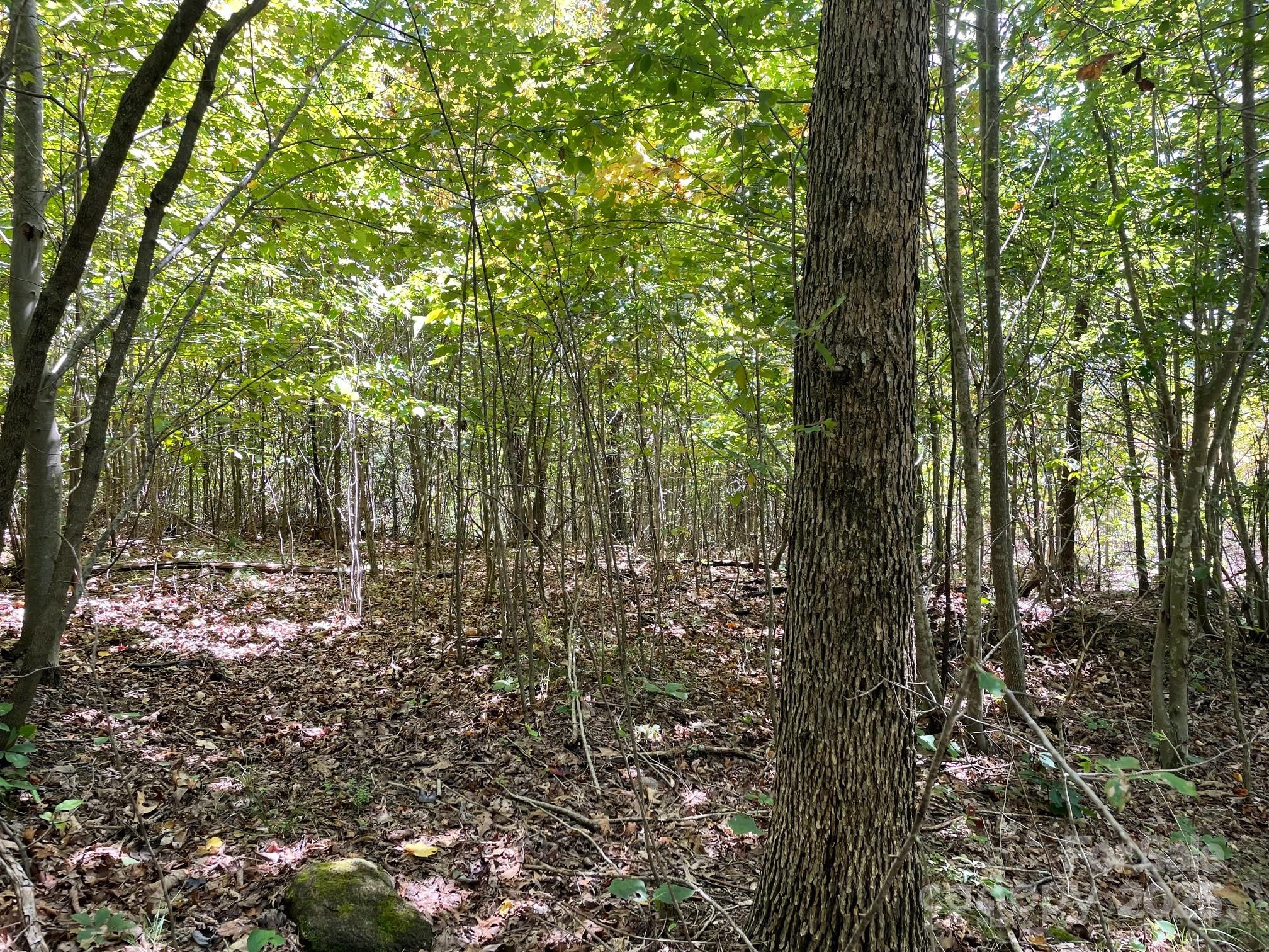3901 High Peak Terrace Road Morganton, NC 28655 - Photo 5 of 8 a view of a forest with trees in the background