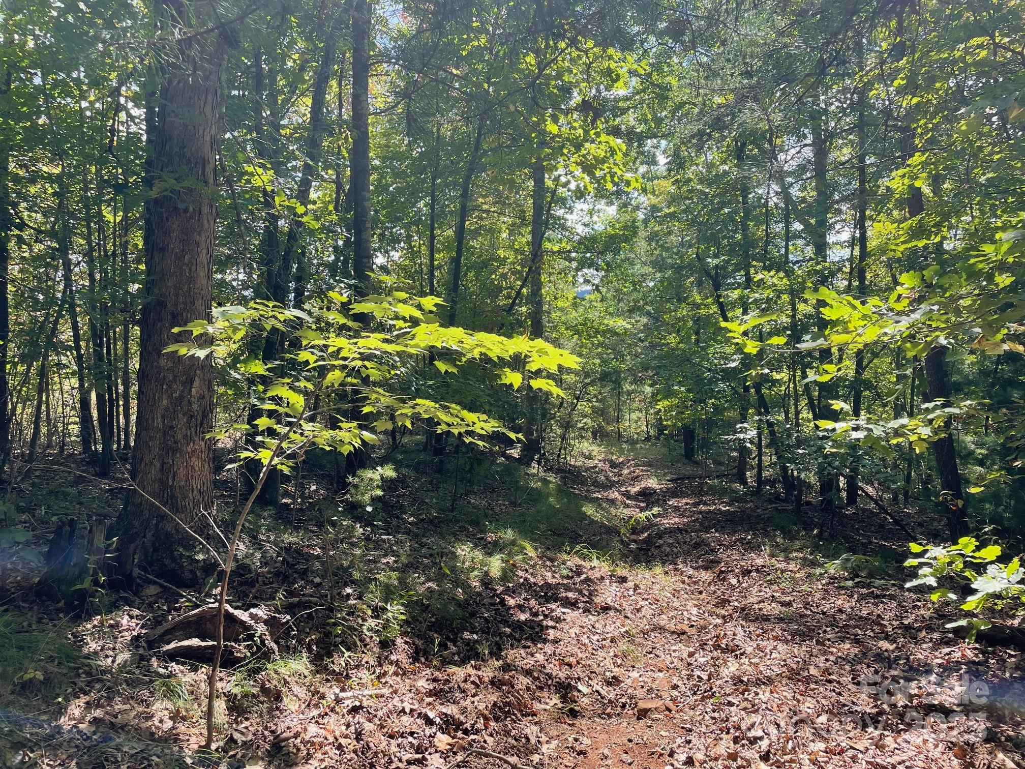 3901 High Peak Terrace Road Morganton, NC 28655 - Photo 6 of 8 a view of a tree in a yard