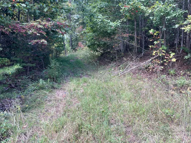 a view of a yard with plants and large trees
