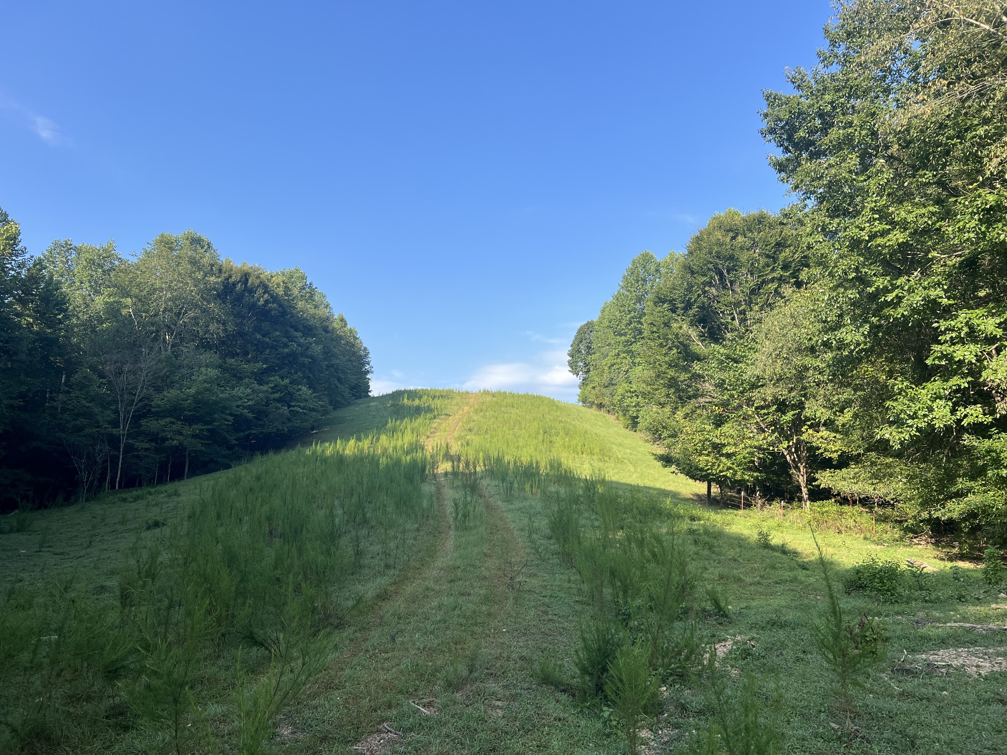 0 Williams Hollow Road Westpoint, TN 38486 - Photo 11 of 27 a view of a green yard