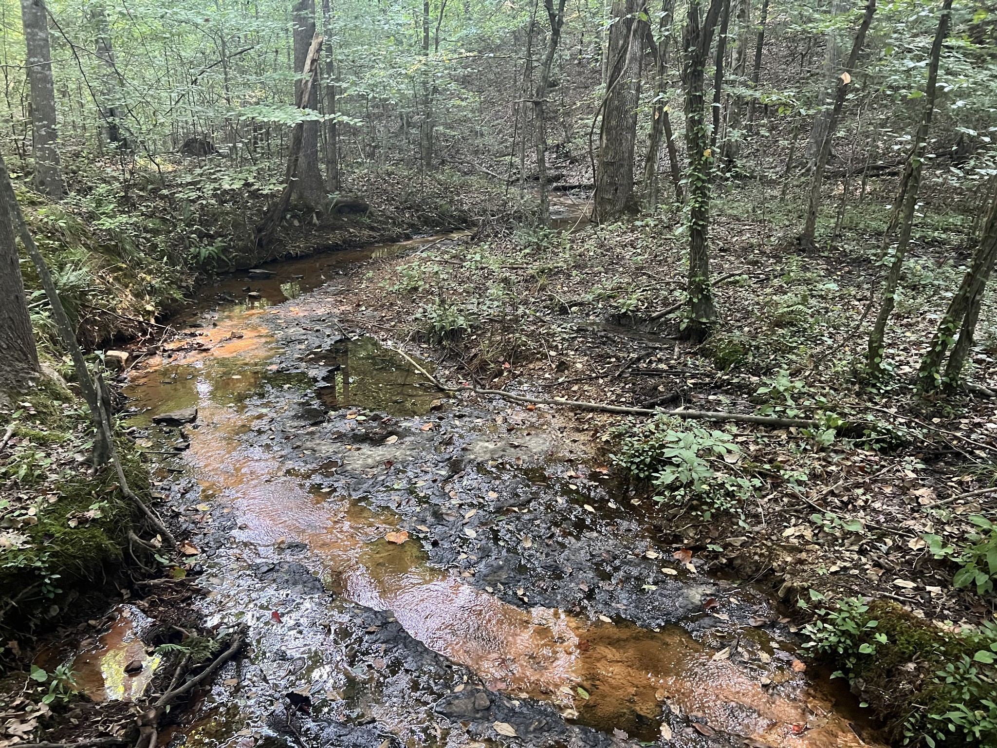 0 Williams Hollow Road Westpoint, TN 38486 - Photo 17 of 27 a view of a yard with plants and trees