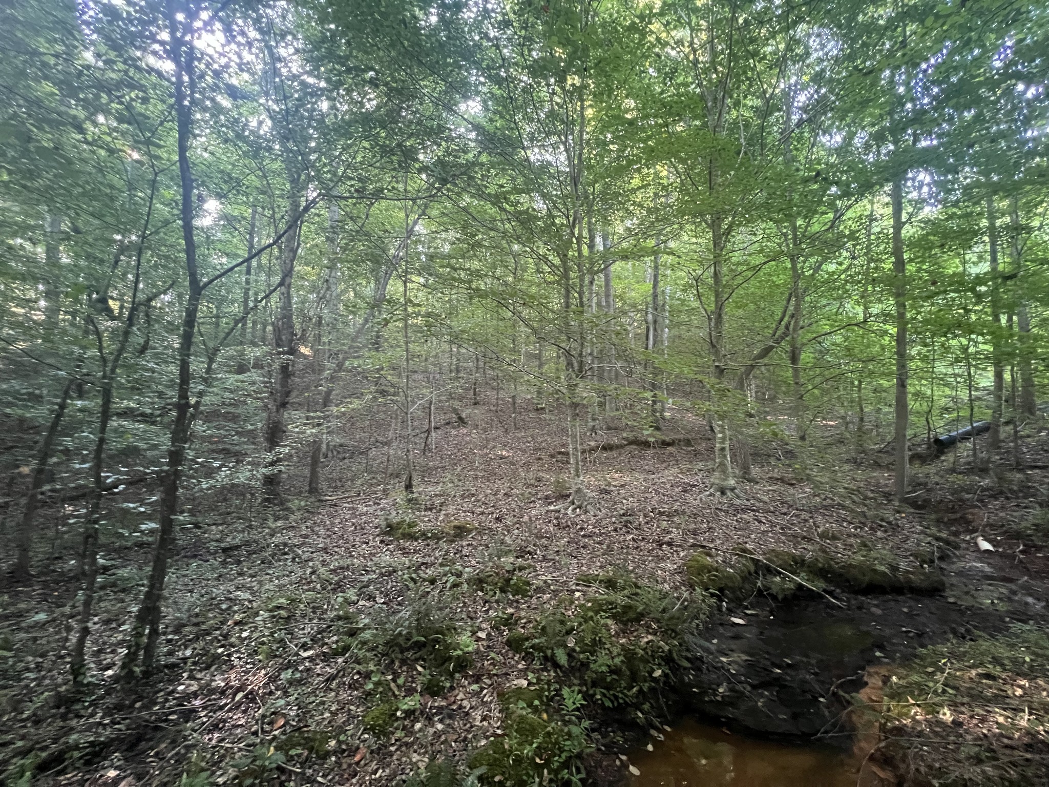 0 Williams Hollow Road Westpoint, TN 38486 - Photo 18 of 27 a view of a forest with trees in the background
