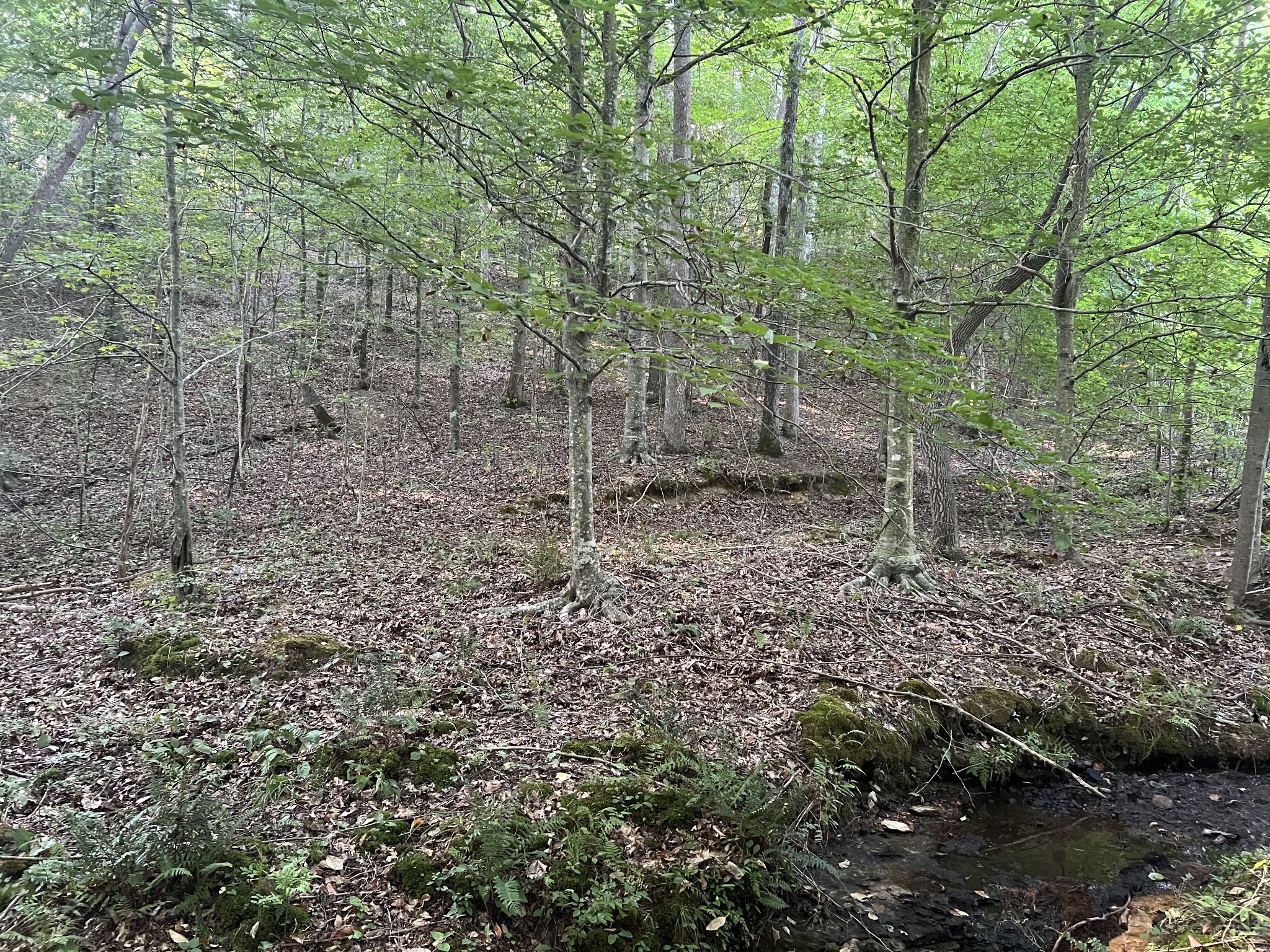 0 Williams Hollow Road Westpoint, TN 38486 - Photo 19 of 27 a view of a forest with trees