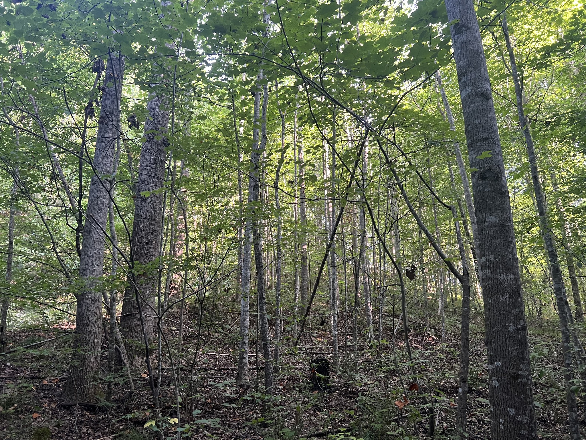 0 Williams Hollow Road Westpoint, TN 38486 - Photo 20 of 27 a view of forest
