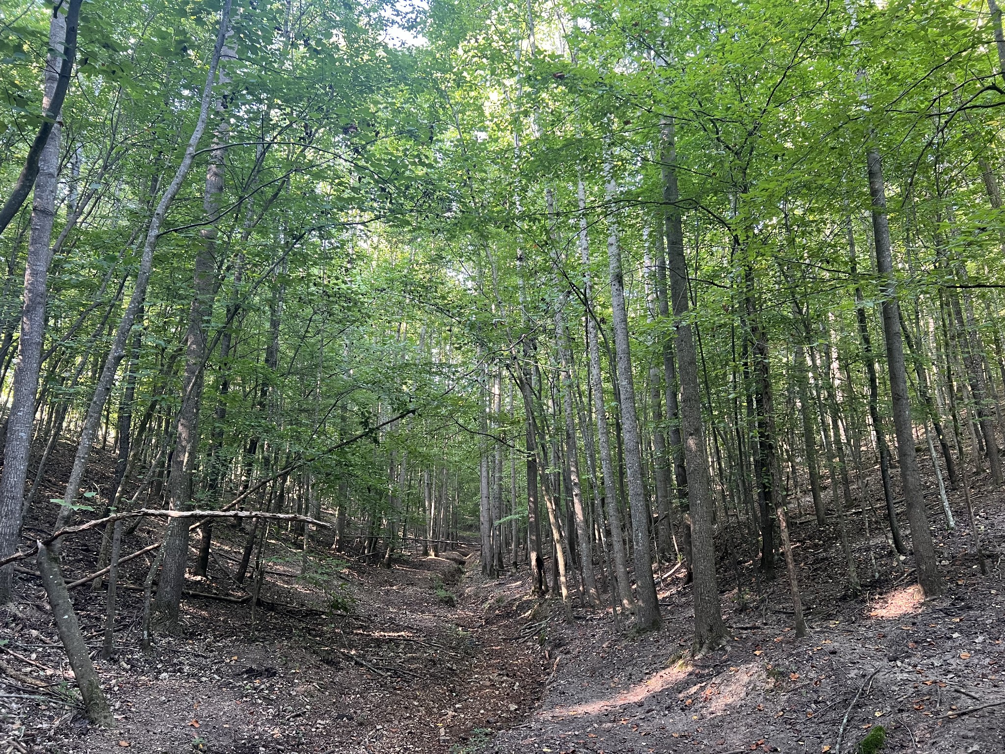 0 Williams Hollow Road Westpoint, TN 38486 - Photo 21 of 27 a view of outdoor space and garden